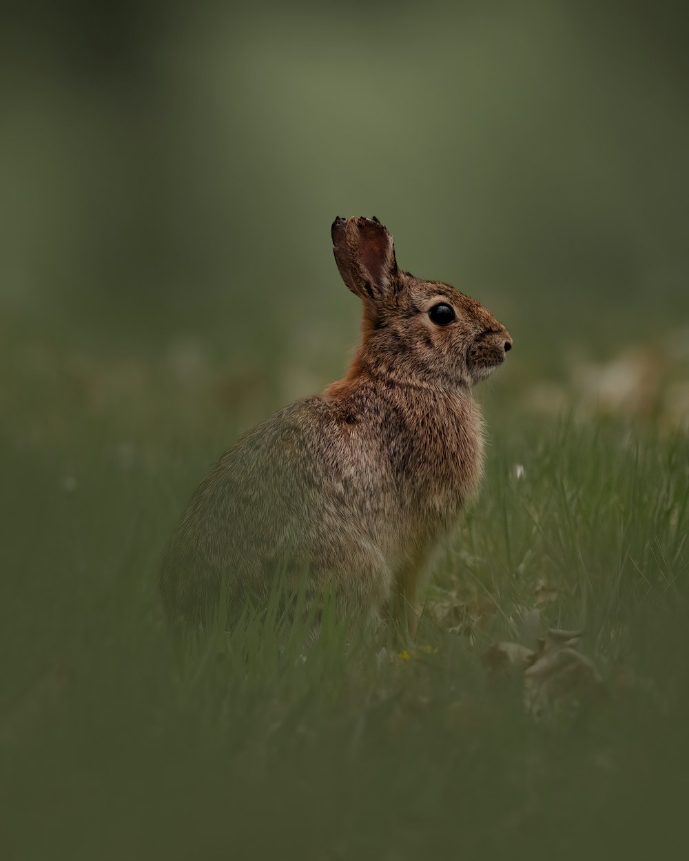 Un lapin dans l’herbe