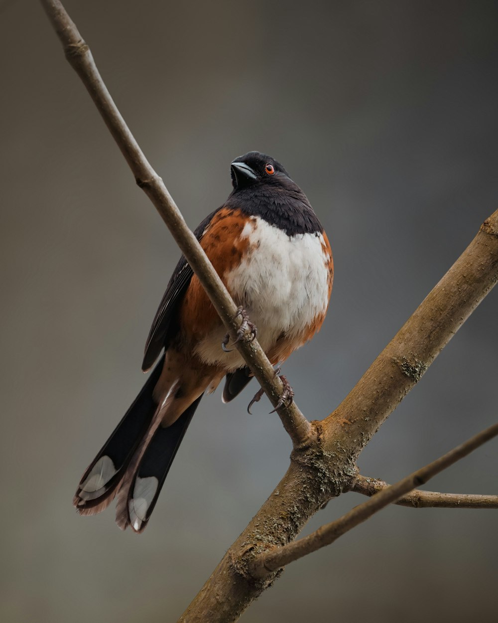 two birds on a branch