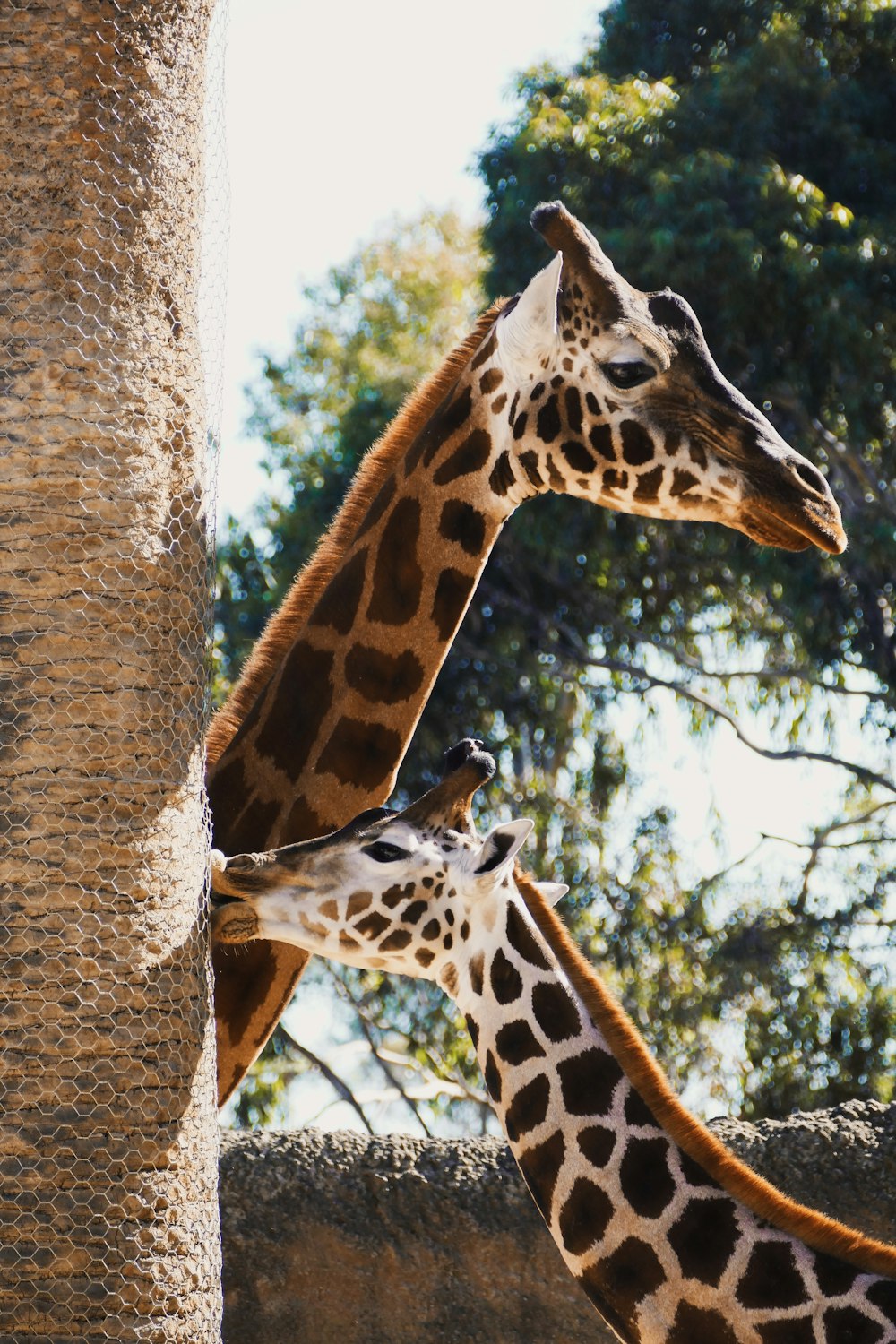 giraffes standing around in a zoo exhibit