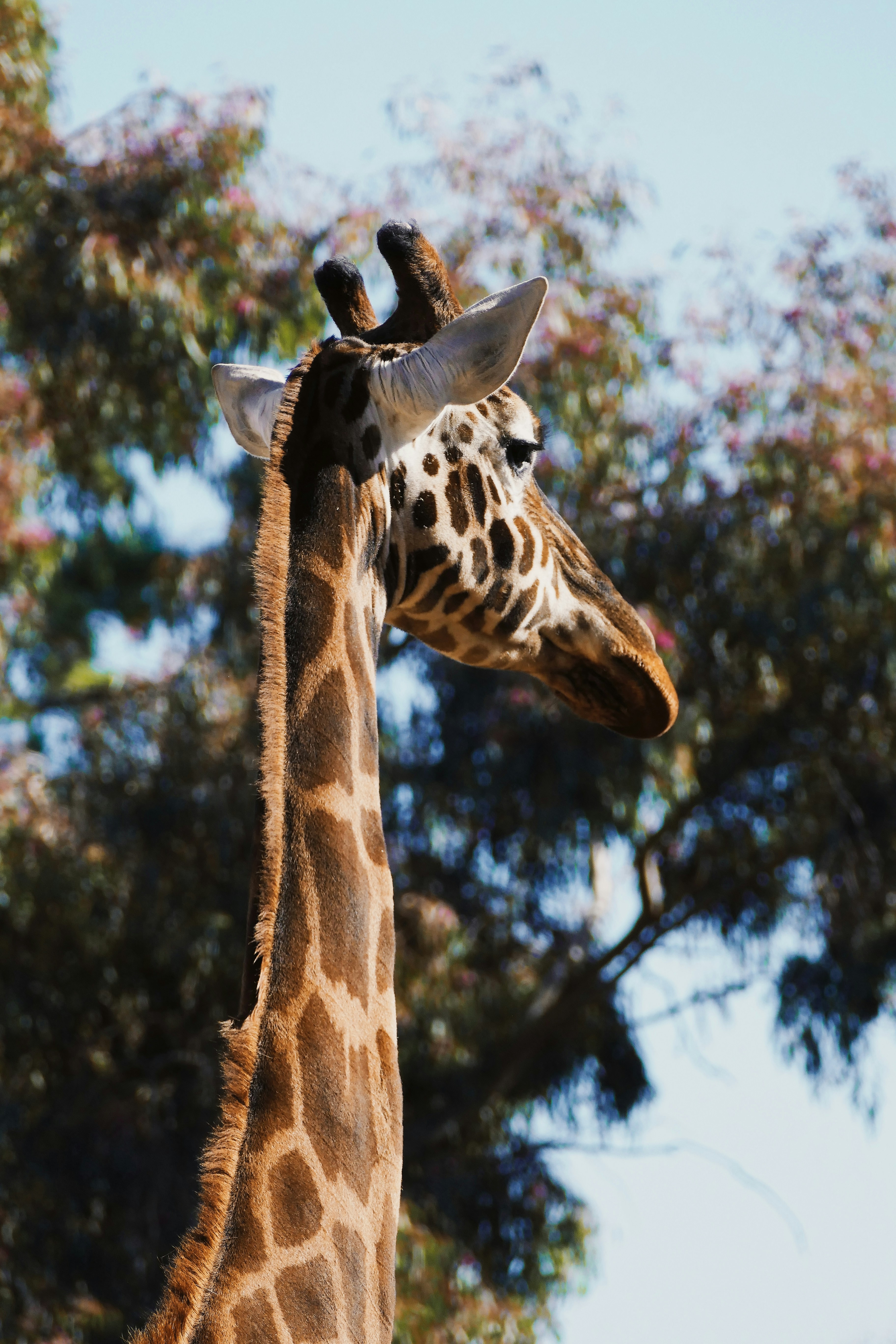 A view of wildlife in a zoo, representing Bannerghatta National Park in Bangalore.