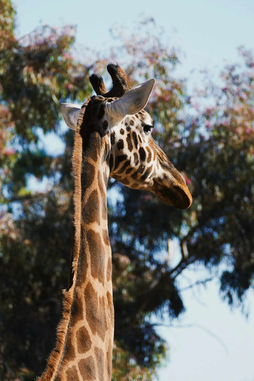 uma girafa comendo folhas