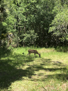 A deer gently grazing just outside a cabin window at dawn.