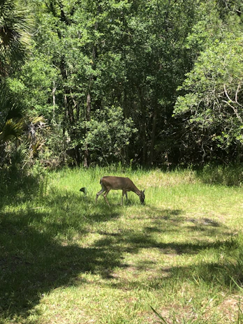 A deer gently grazing just outside a cabin window at dawn.