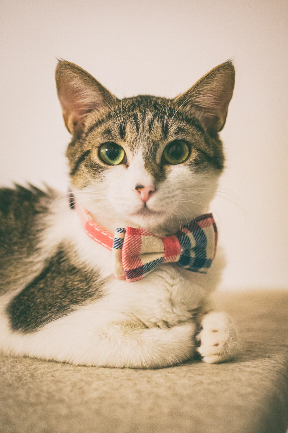 a cat wearing a bow tie