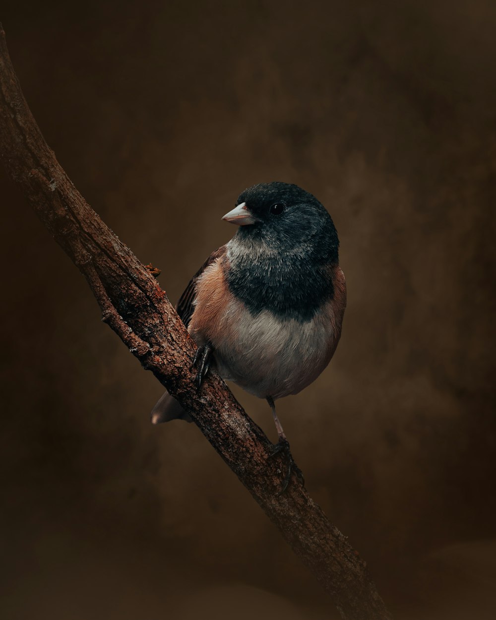 um pássaro sentado em um galho