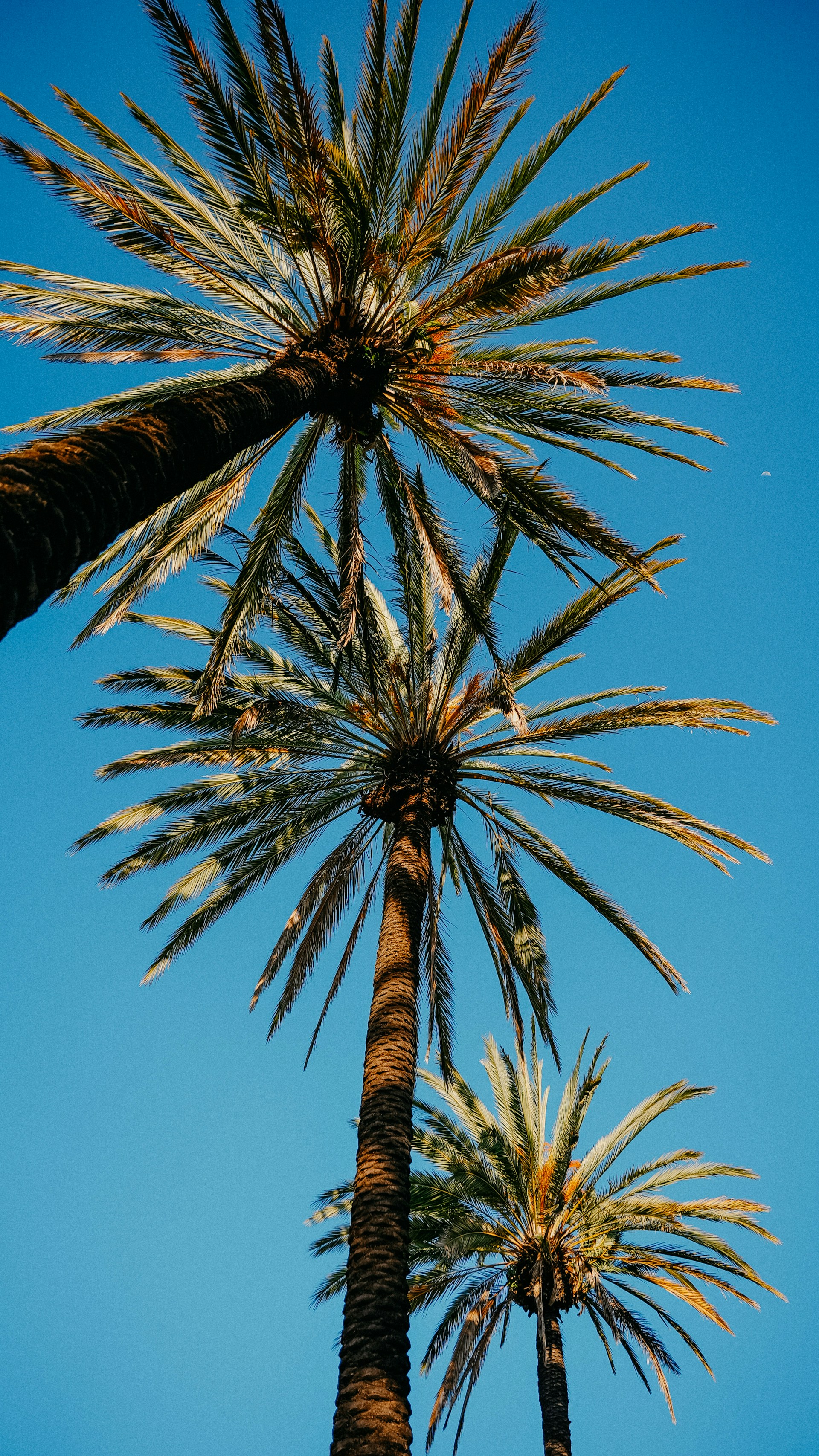 a group of palm trees