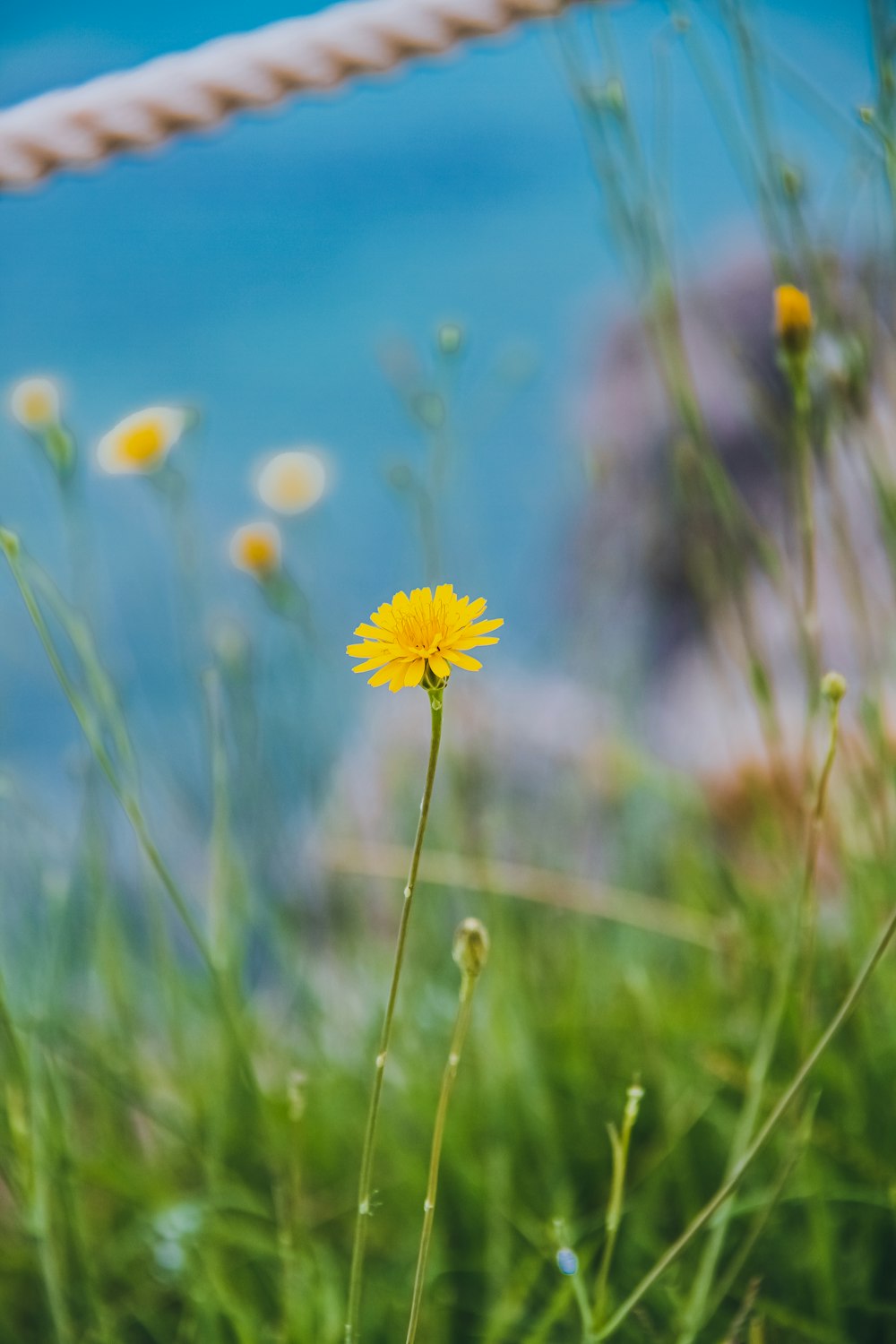 a yellow flower in a field