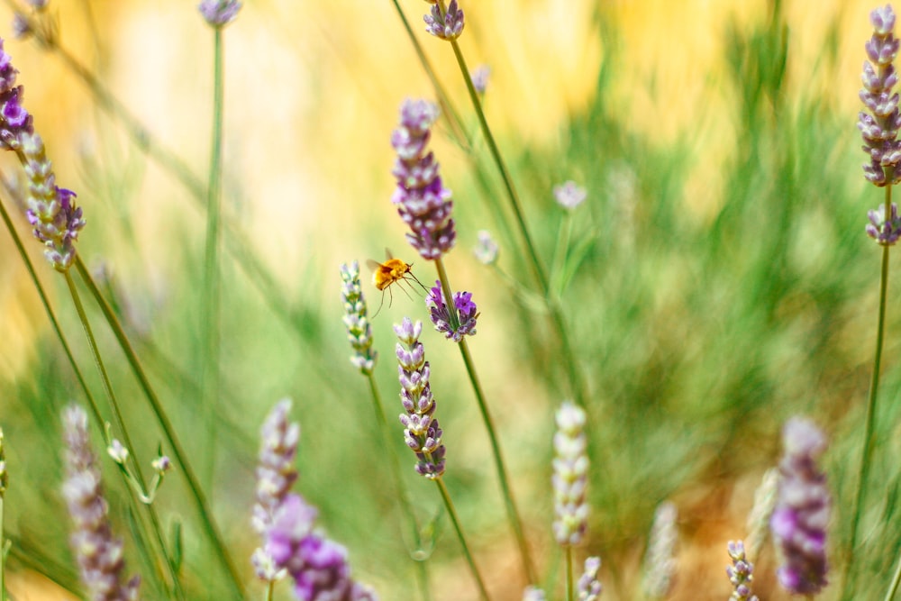 a bee on a flower