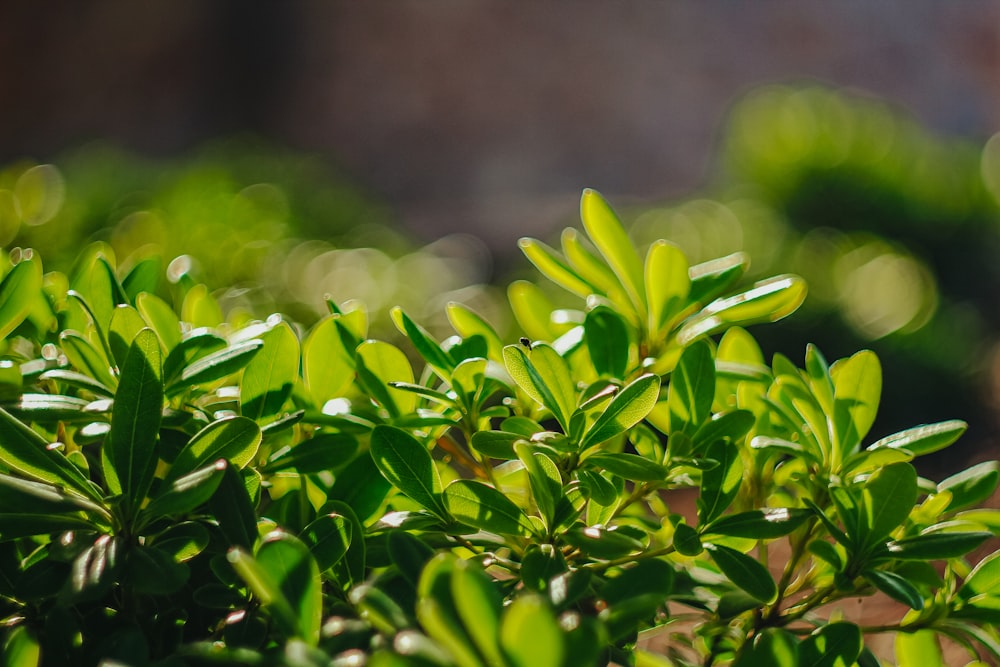 a close up of a plant