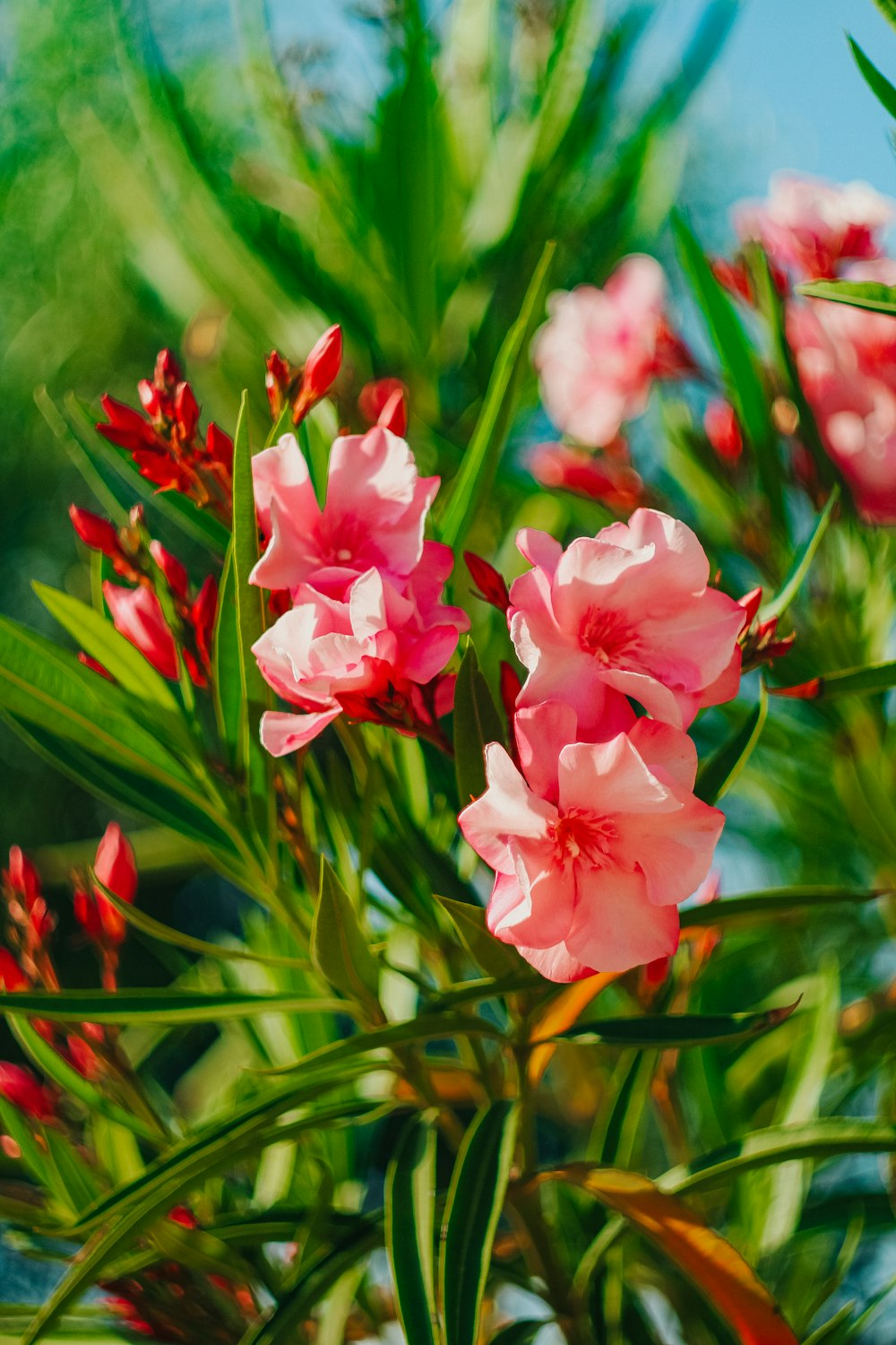 a group of pink flowers