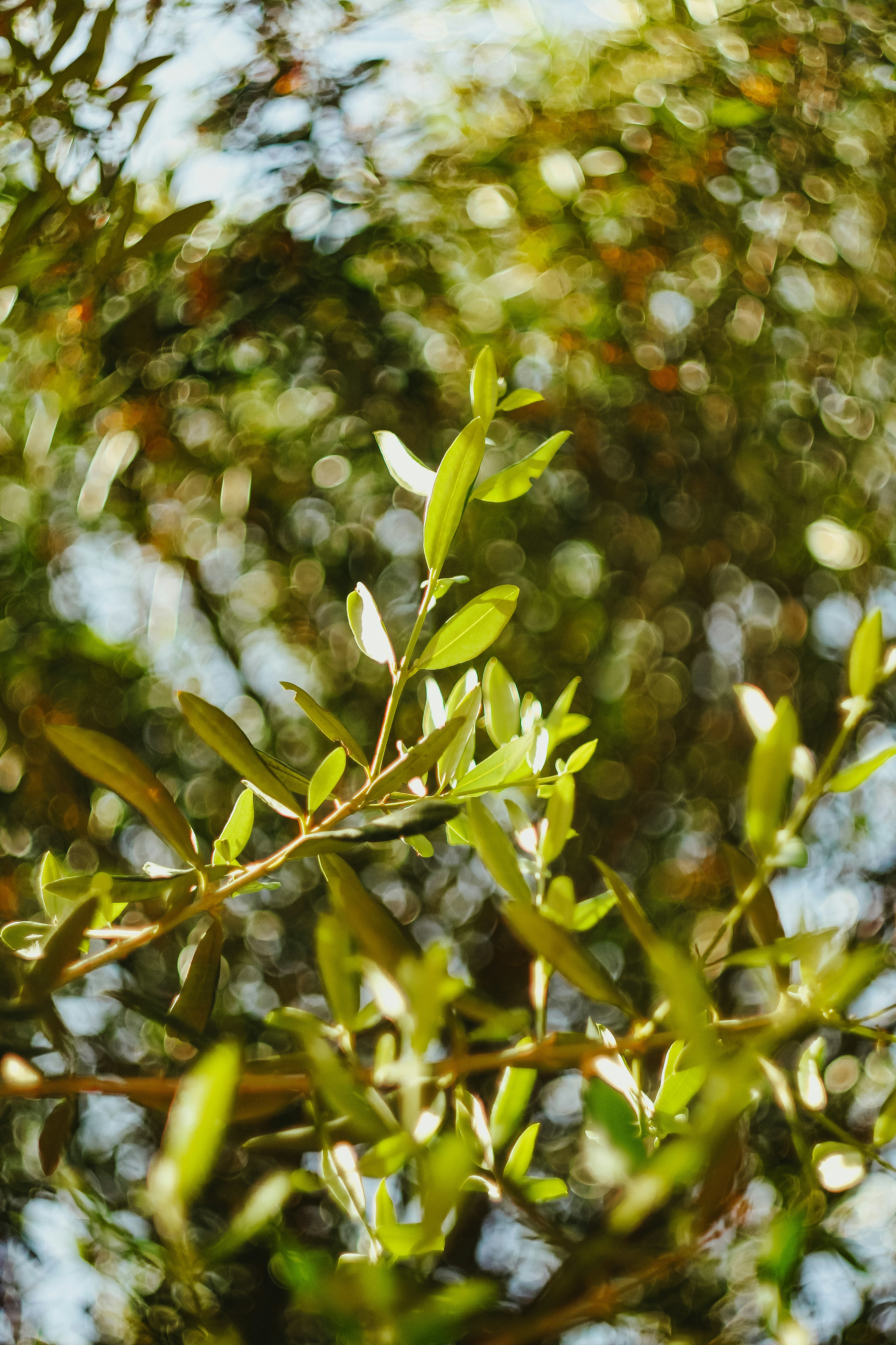 a close up of a tree