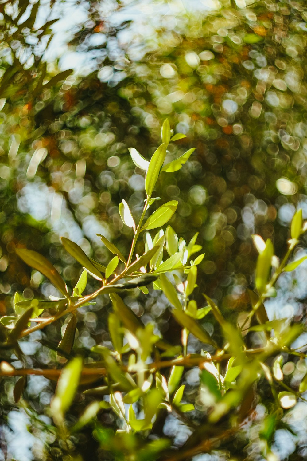 a close up of a tree