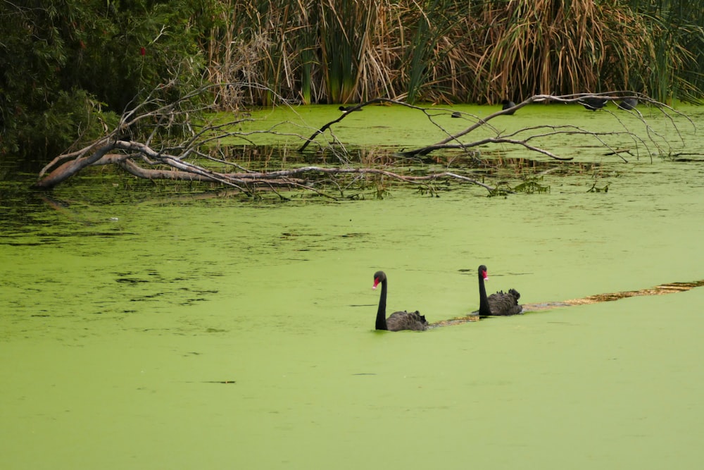 a couple of geese in a pond