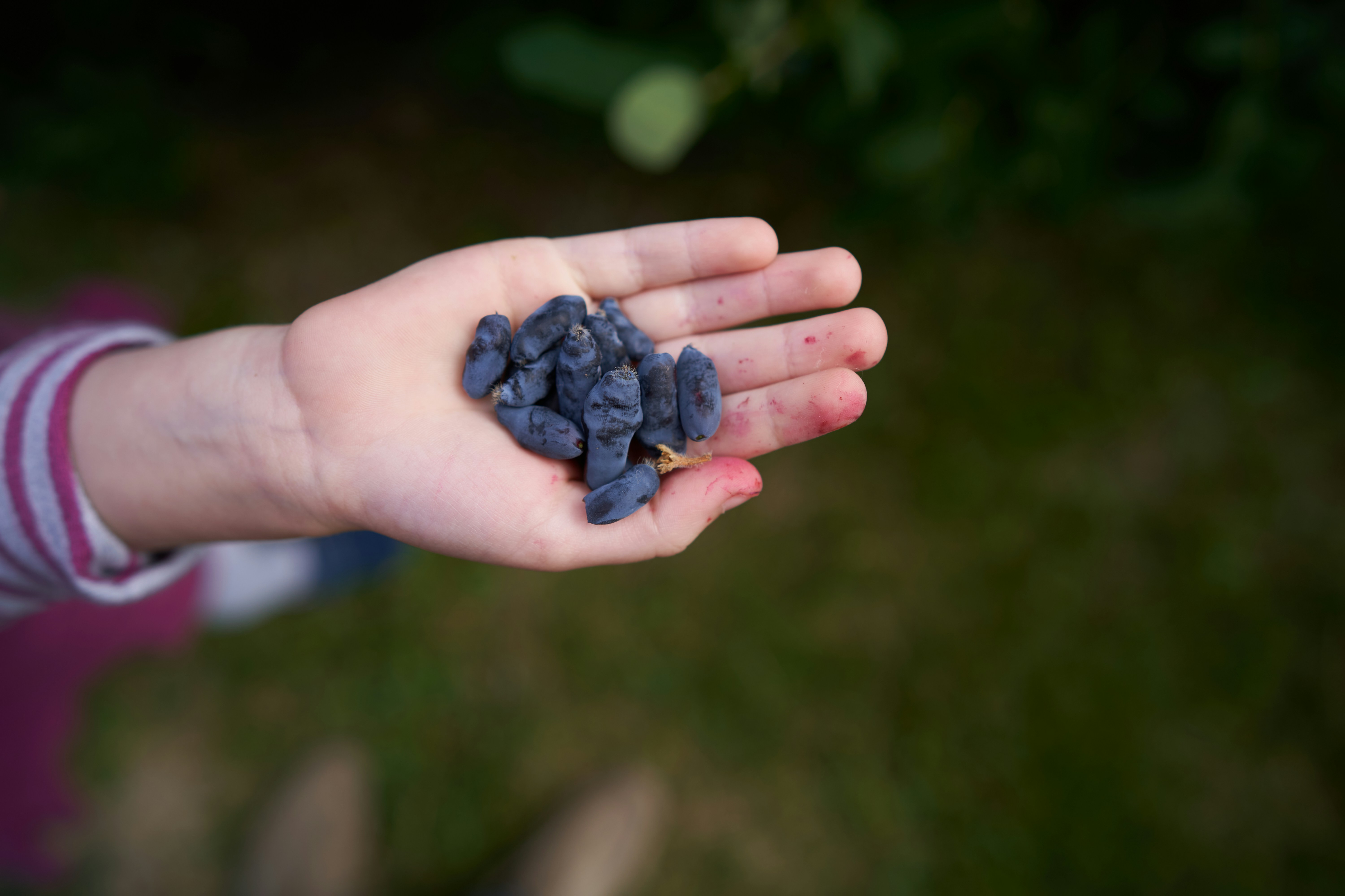a person holding a black spider