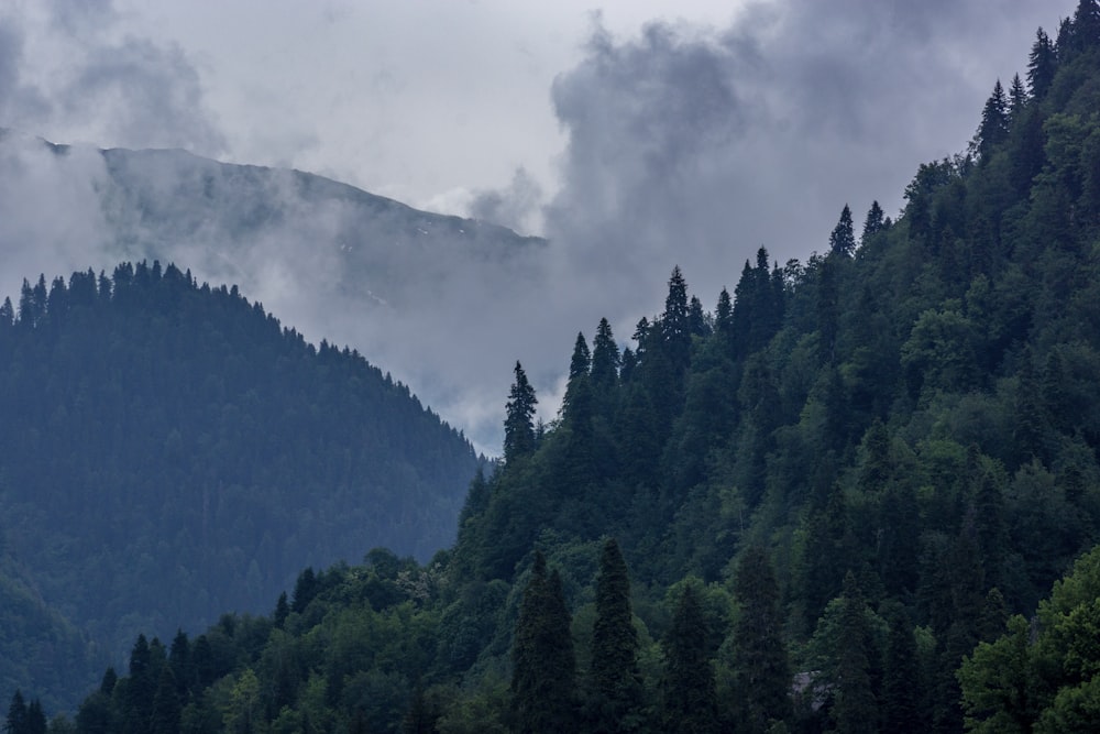 a forest of trees