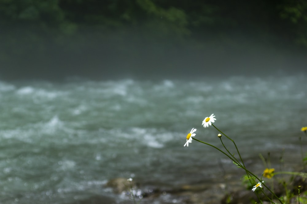 yellow flowers in front of a river