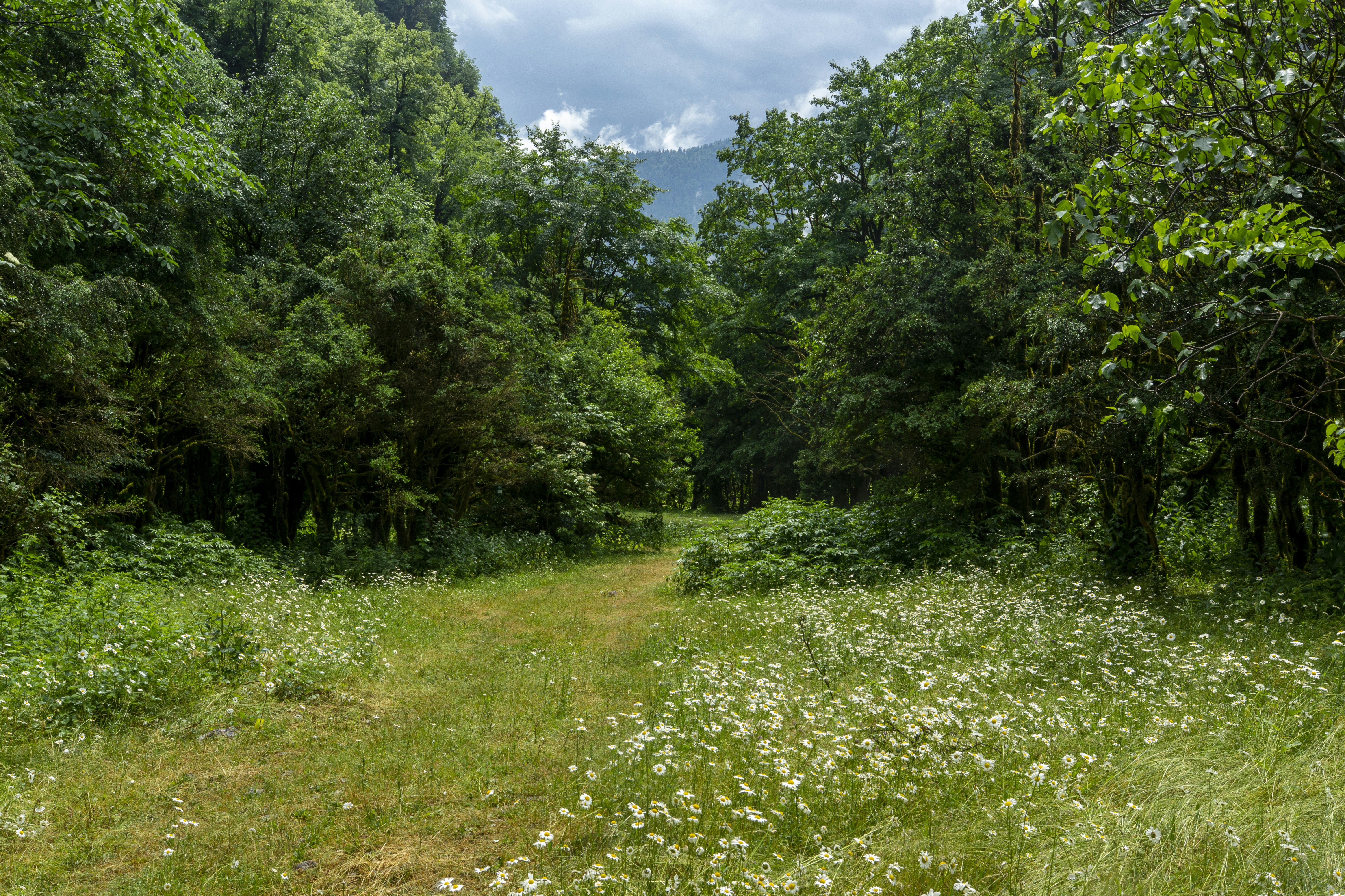 Photo by henrikson