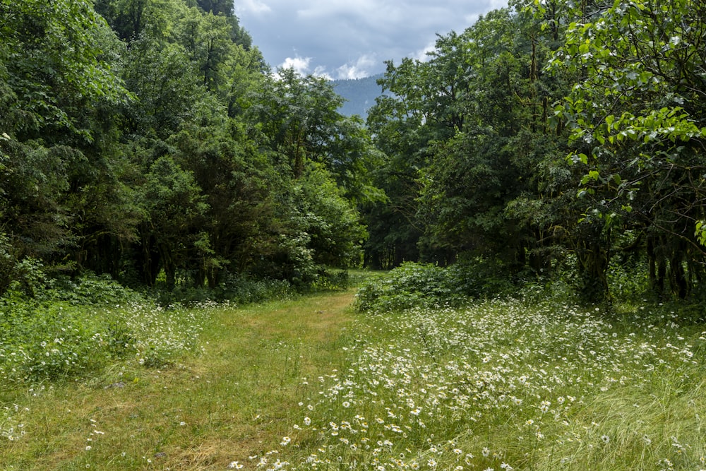 a grassy area with trees in the back