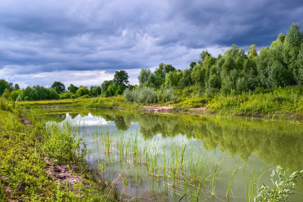 a river with trees on the side