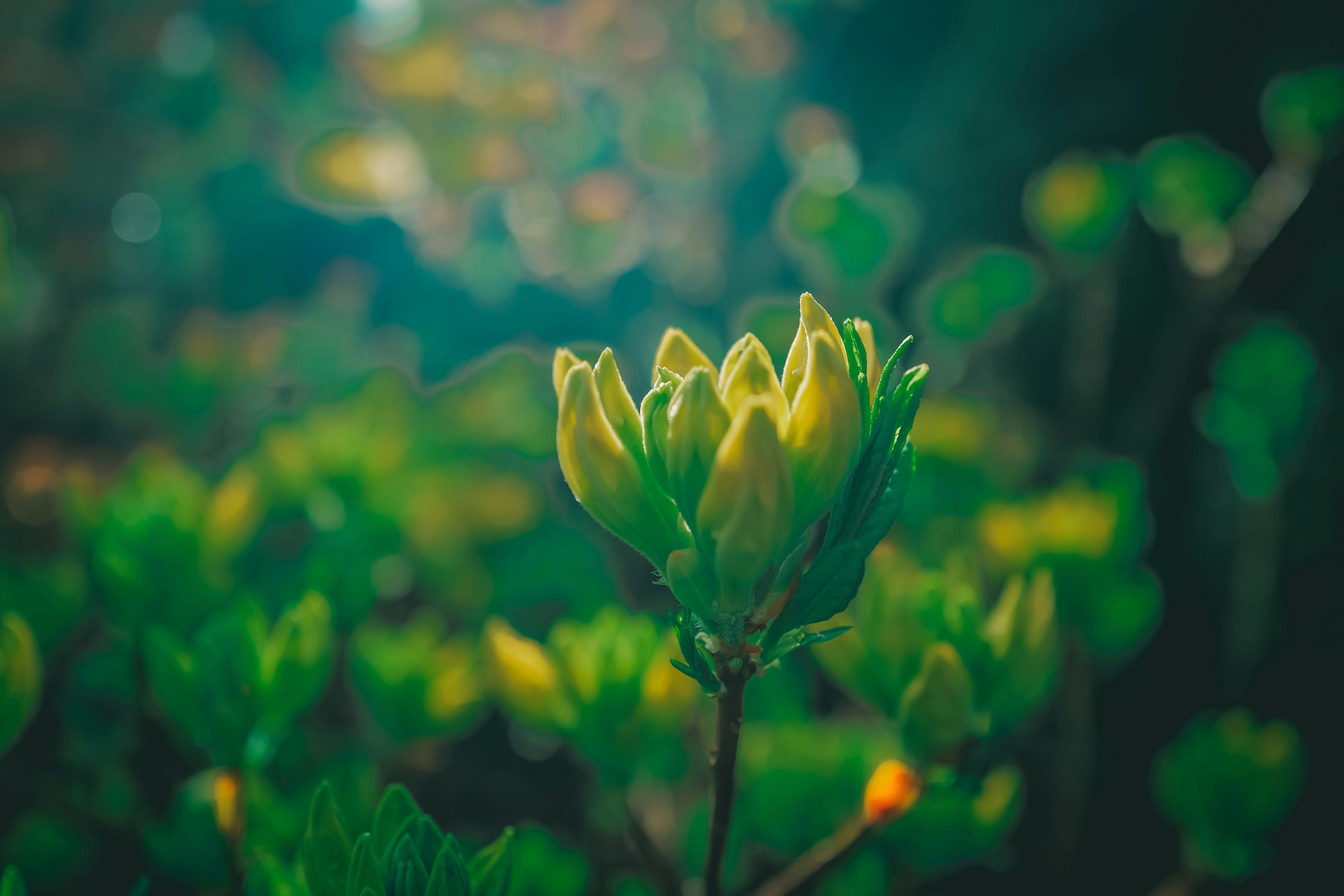 Photo by raimondklavins