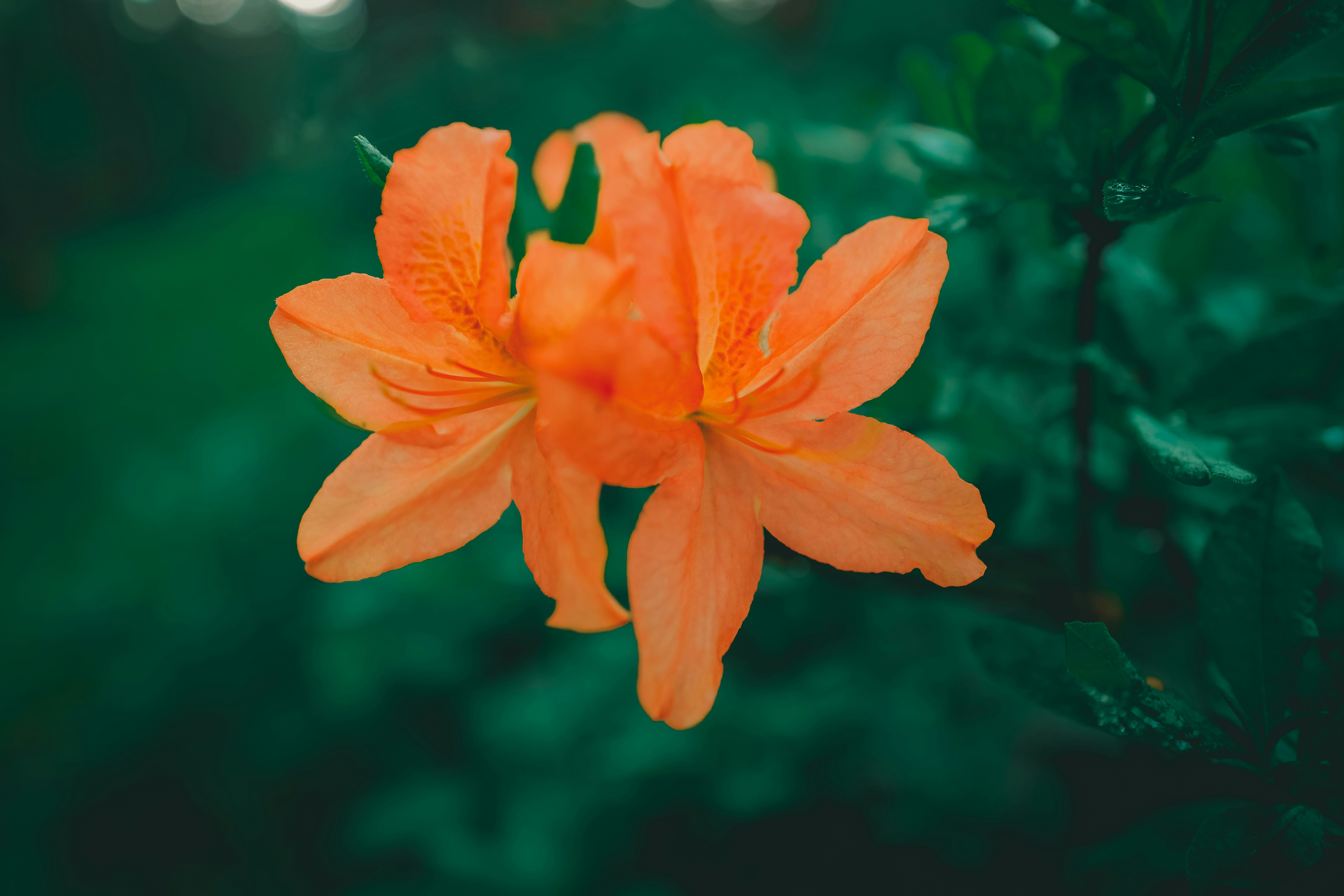 Photo by raimondklavins