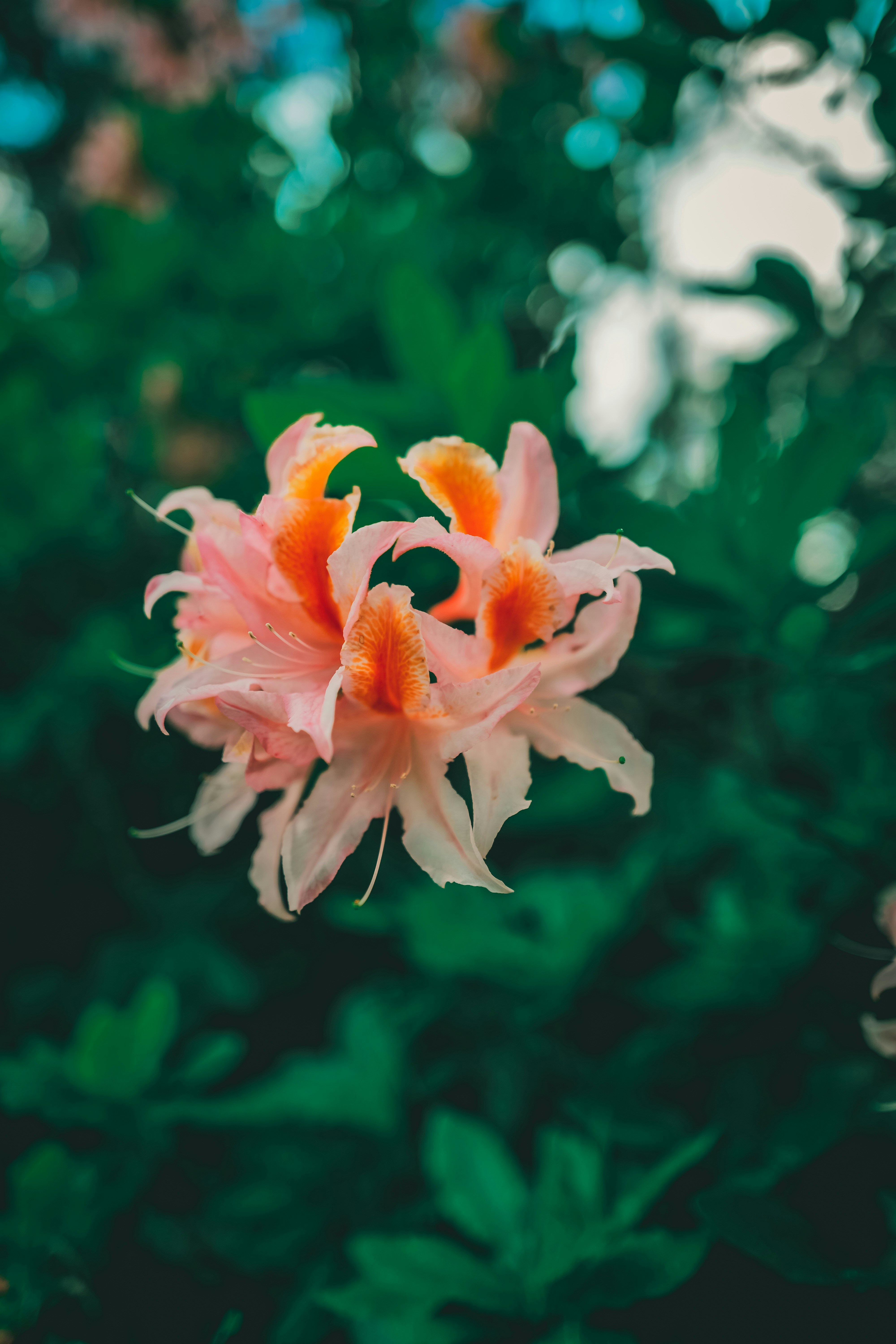 Photo by raimondklavins