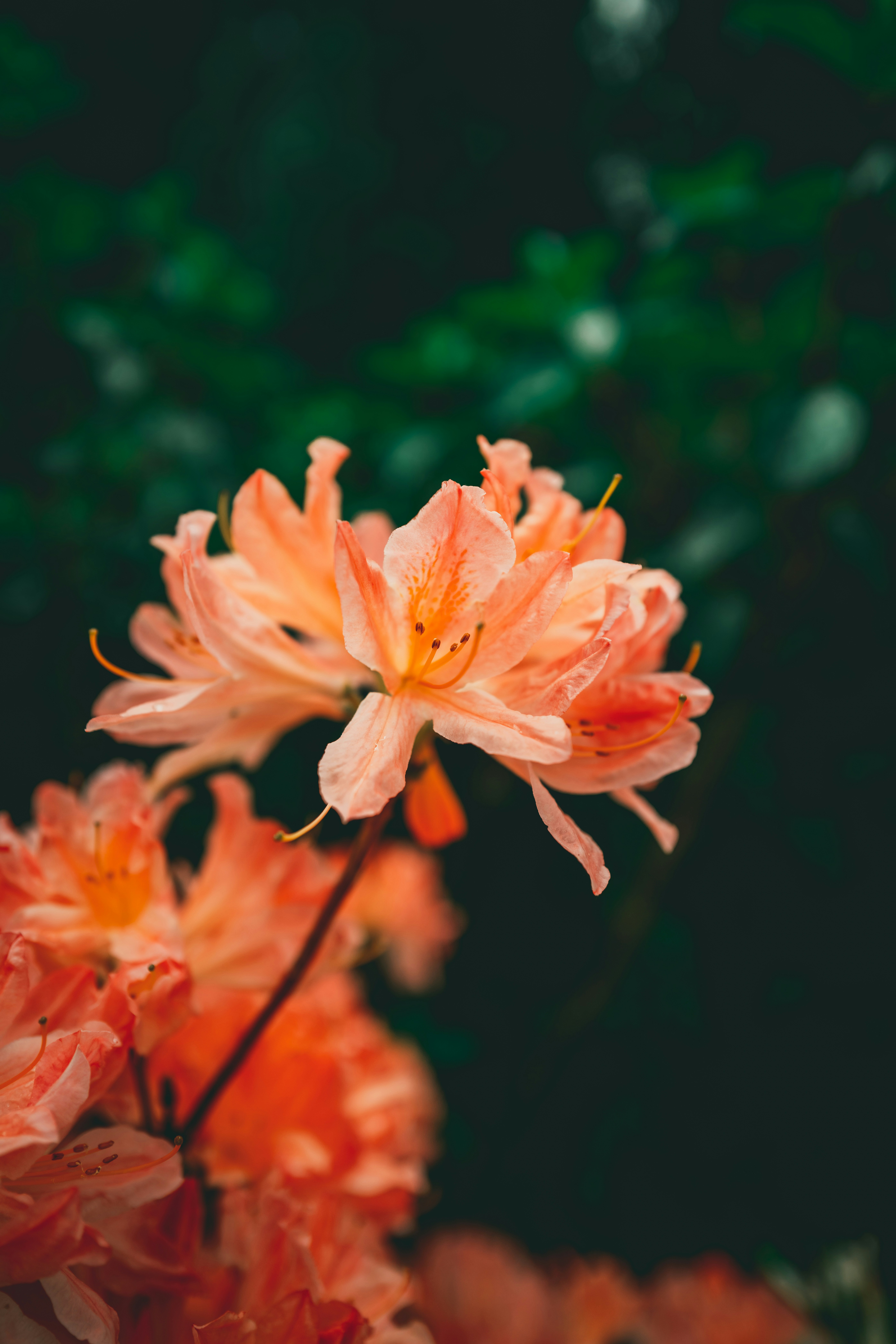 Photo by raimondklavins