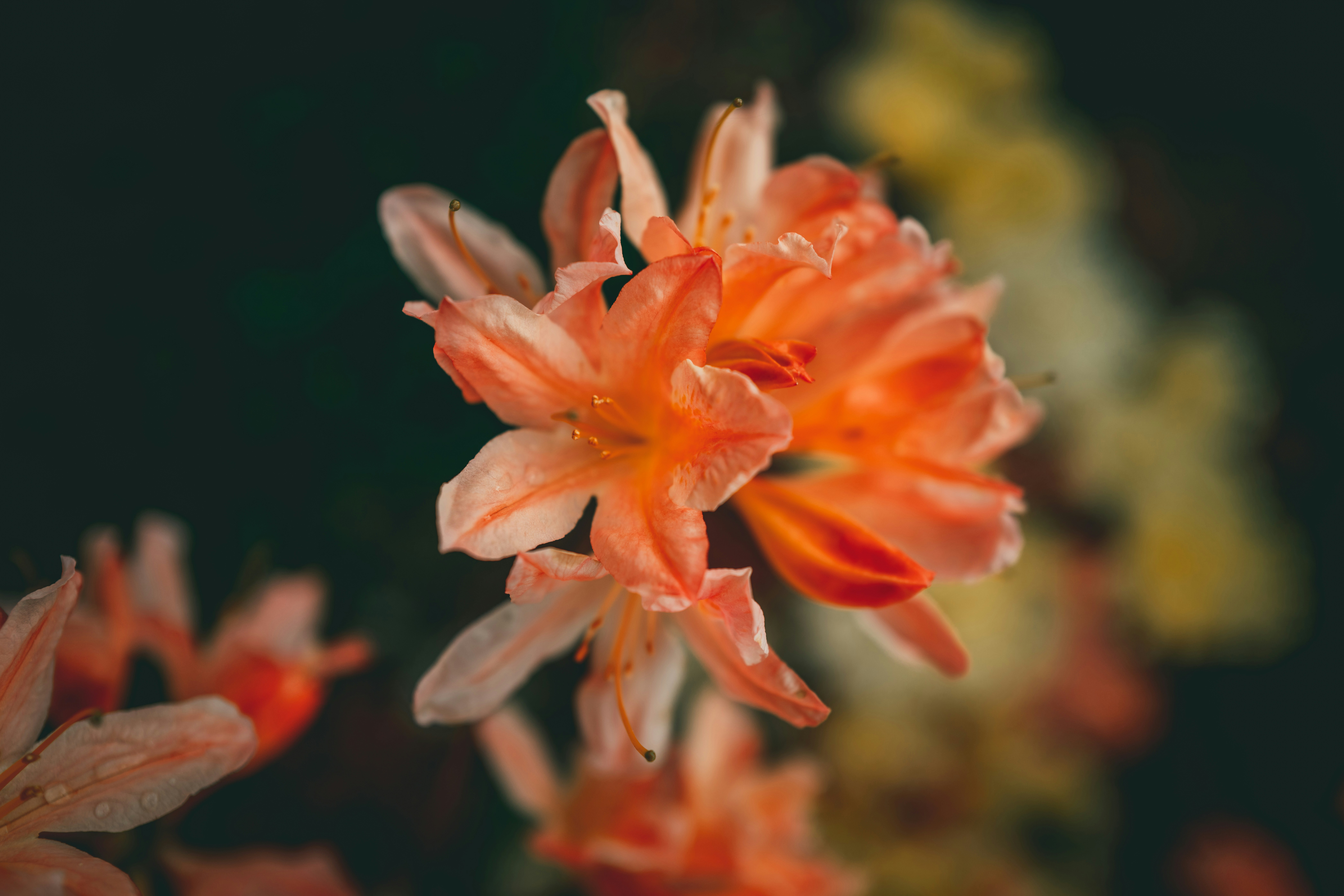 Photo by raimondklavins