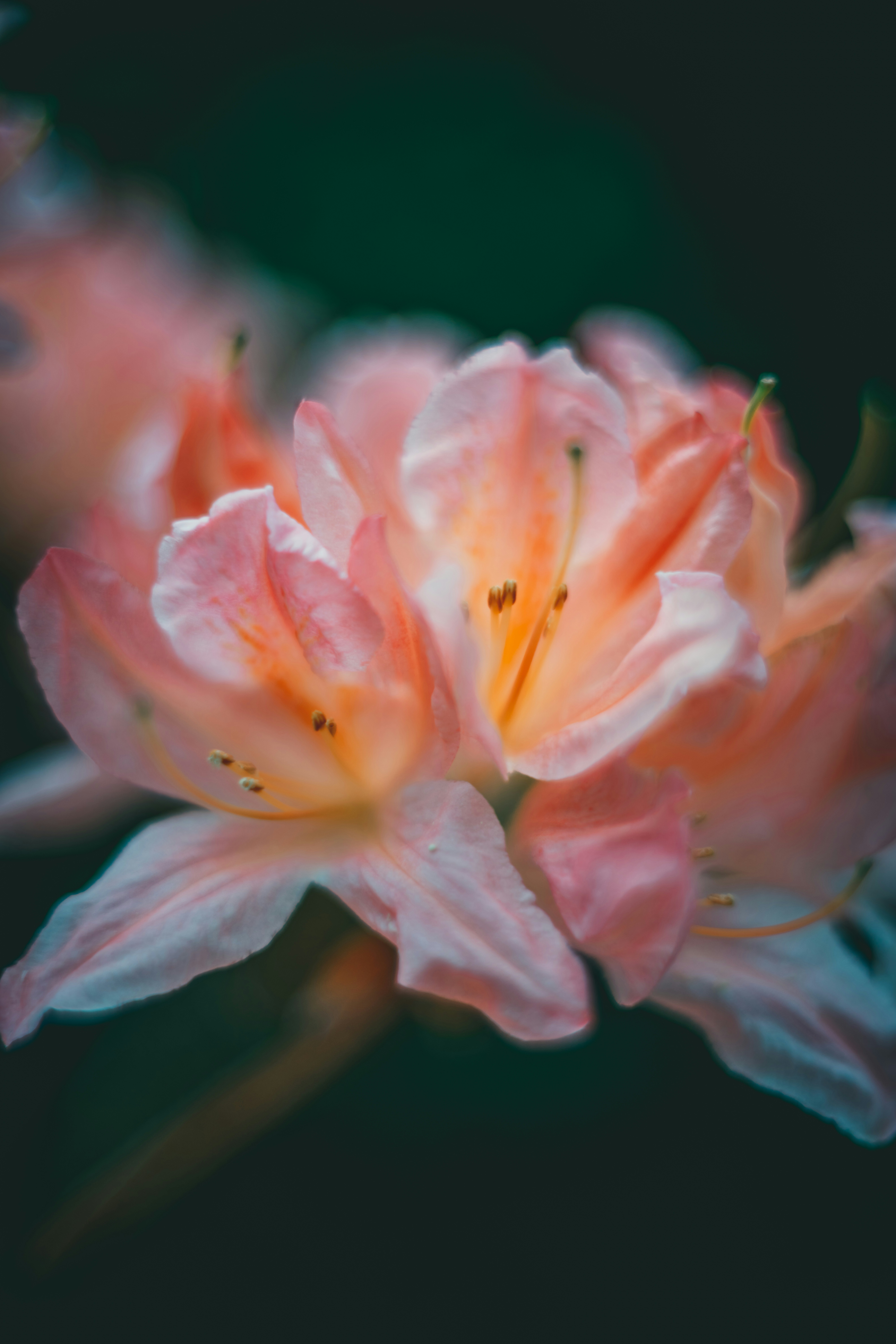 Photo by raimondklavins