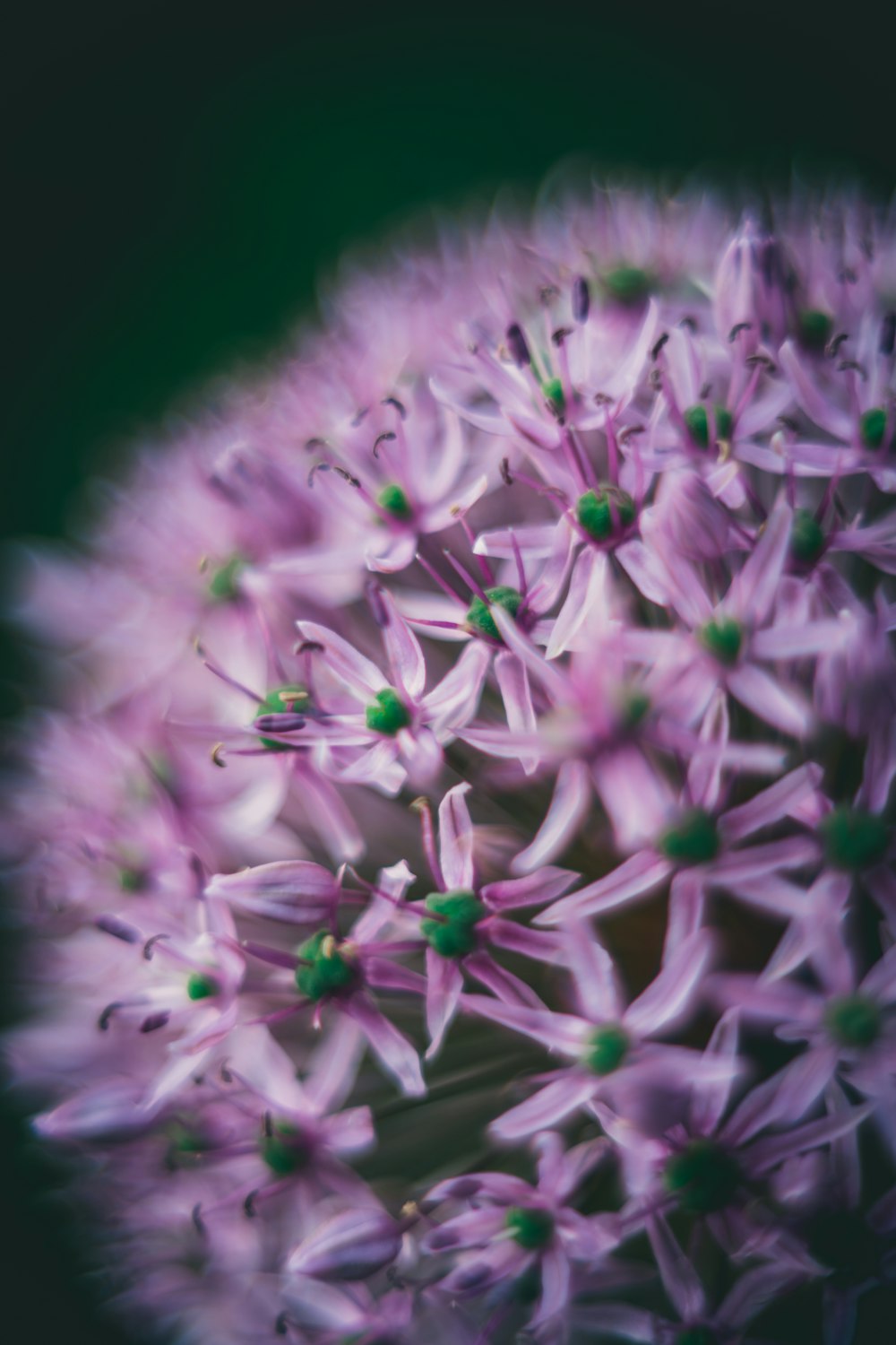 a close up of a flower