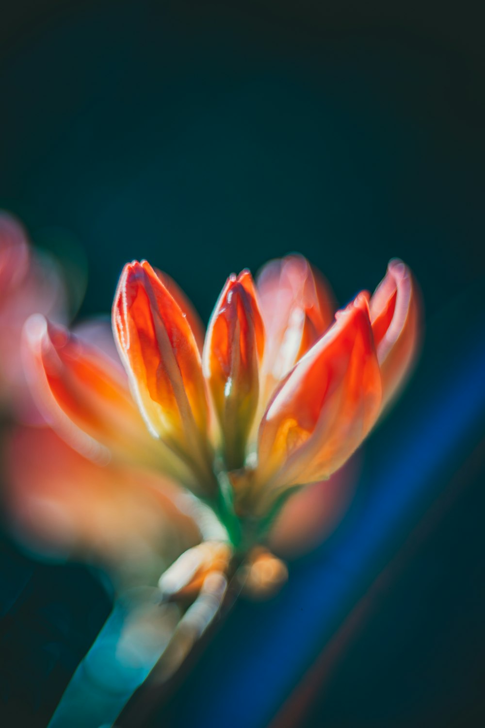 a close up of a flower