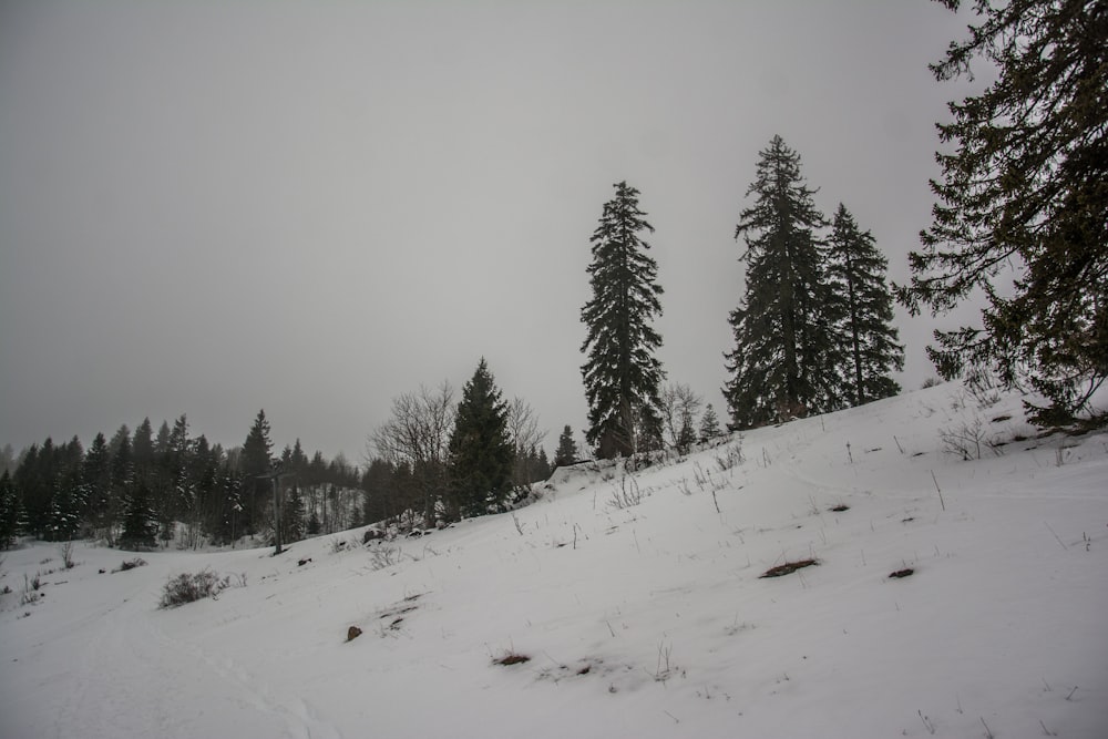 a snowy hill with trees on it