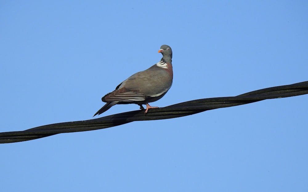 a bird sitting on a branch