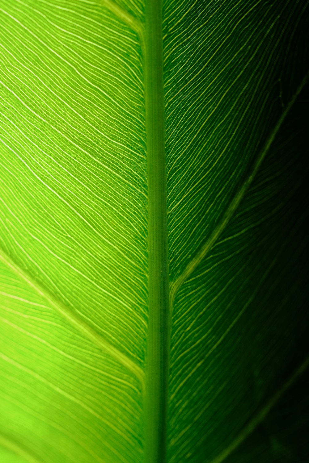 a close up of a leaf