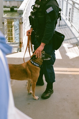 A person wearing a uniform with tactical gear is securely holding a brown K-9 dog on a leash. The setting appears to be a dock or pier with metal railings and water in the background. The dog is wearing a collar labeled 'USCG K-9' and seems calm and attentive.