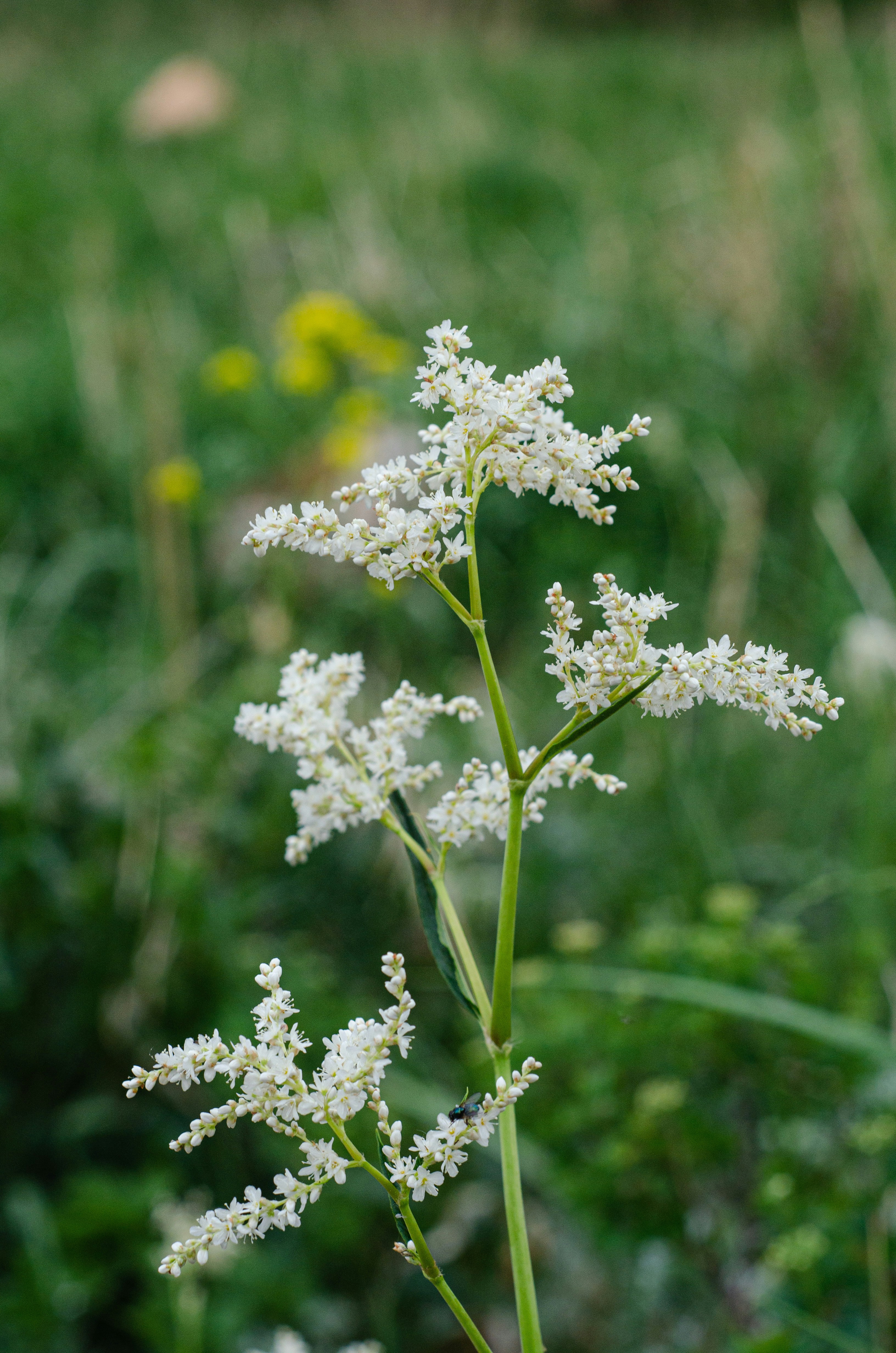 Photo by indi_grunge