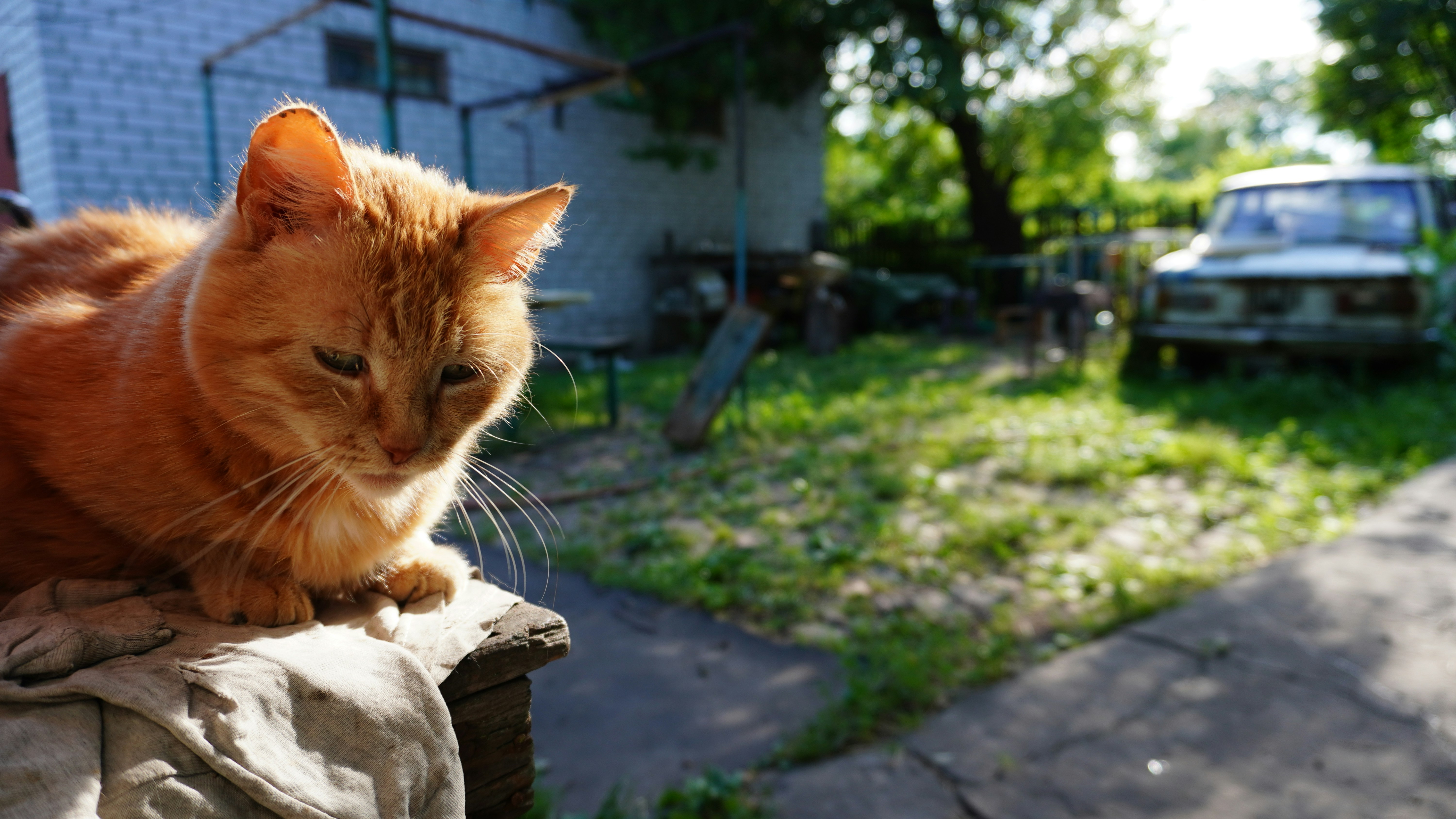 un gatto seduto su una sporgenza