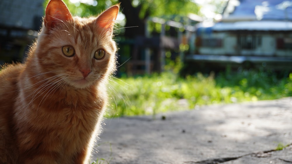 a cat sitting on a sidewalk