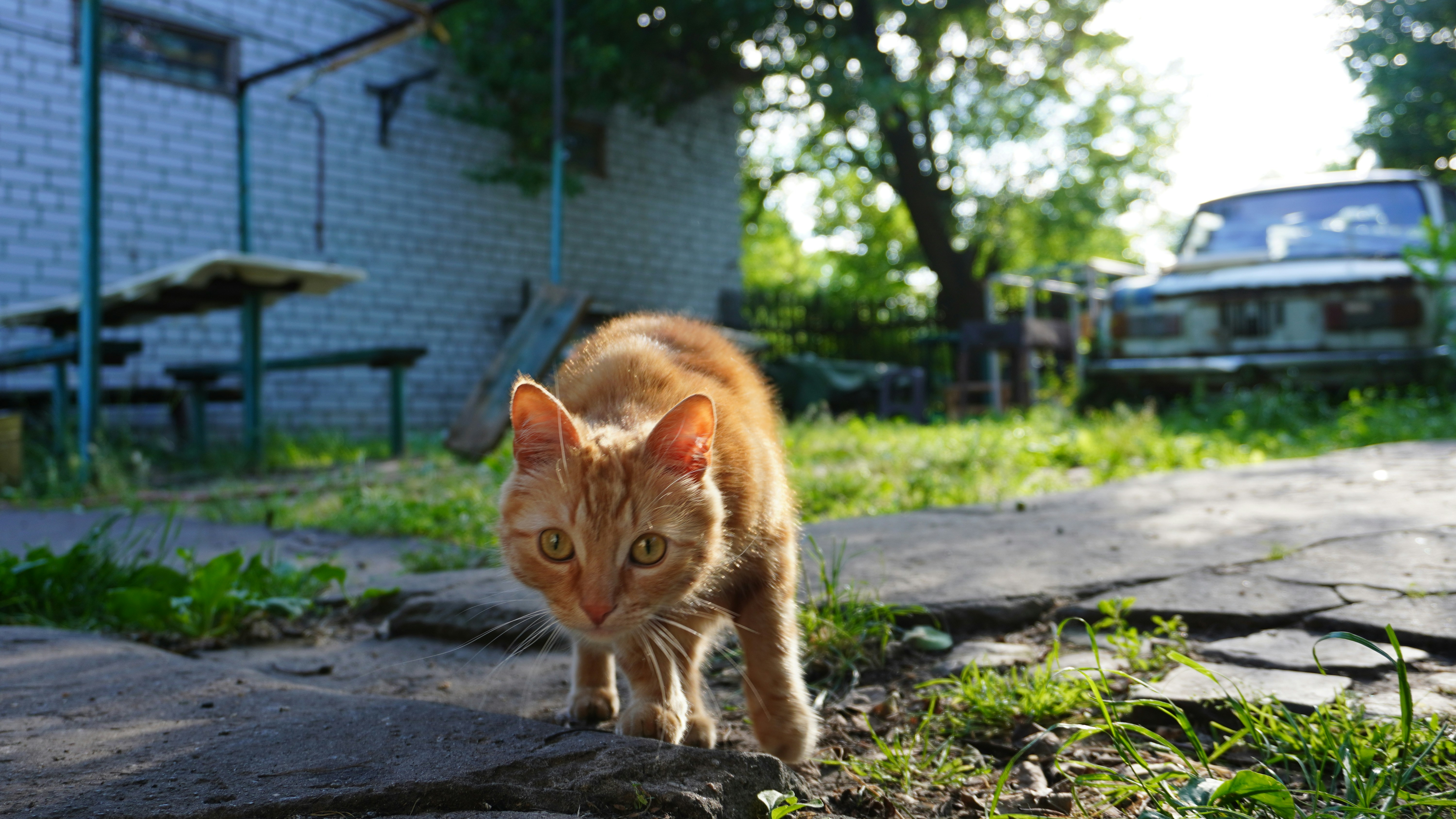 Un gatto che cammina su un marciapiede