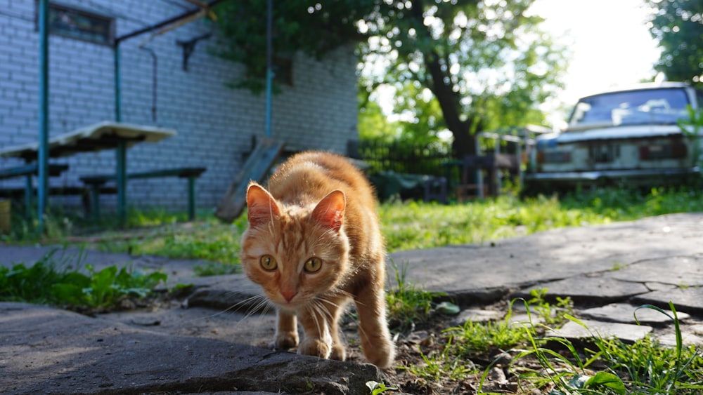 a cat walking on a sidewalk