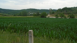 A lush green field of crops with a concrete fence post and wire in the foreground. The field extends into the distance, surrounded by hills covered in trees and vegetation. The sky above is partly cloudy.