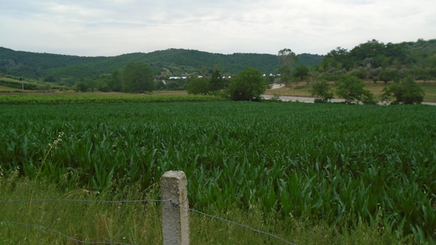 A lush green field of crops with a concrete fence post and wire in the foreground. The field extends into the distance, surrounded by hills covered in trees and vegetation. The sky above is partly cloudy.