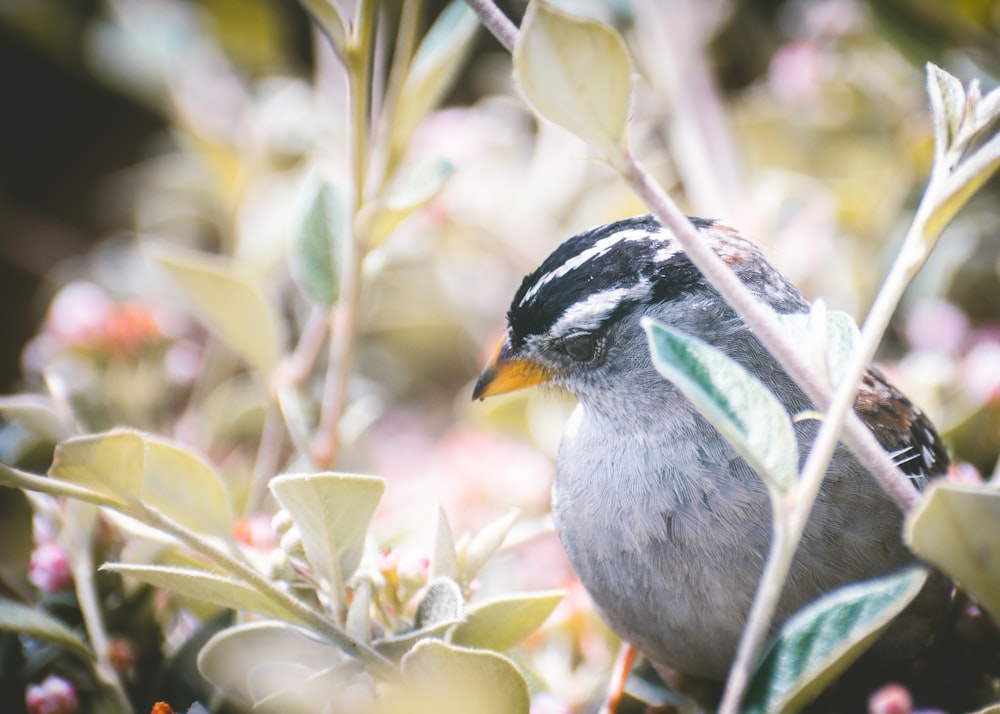 a bird on a branch