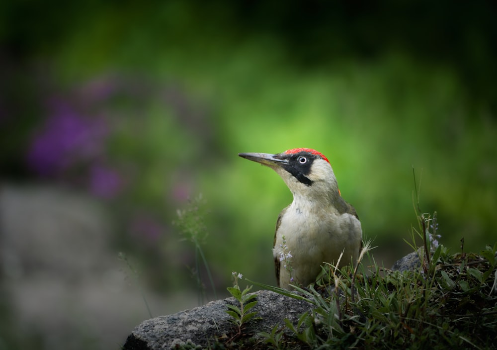 a small bird sits on a rock