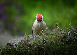 a bird with a red head