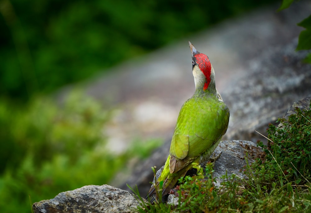 a colorful bird perched on a rock