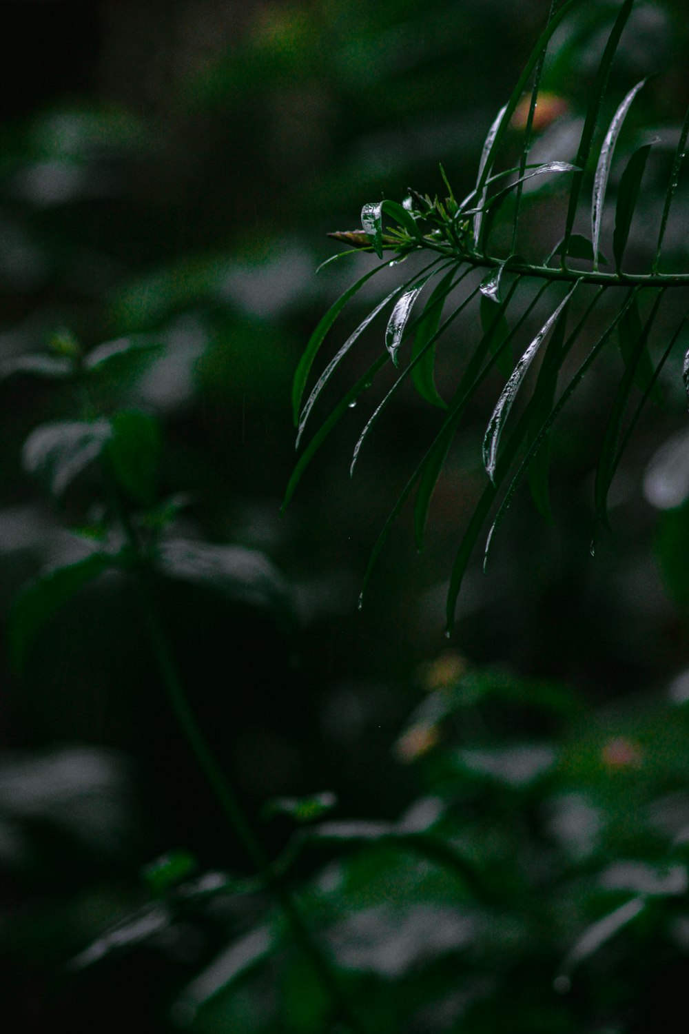 a close up of a leaf