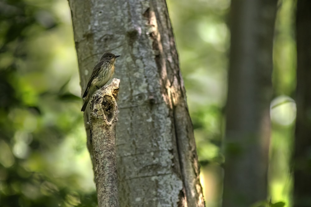 a bird perched on a tree