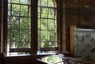 Large arched windows with metal framing allow sunlight to illuminate a museum room displaying various geological specimens. Trees with lush green foliage are visible outside, creating a natural backdrop. A wooden display case labeled 'igneous rocks' is positioned beneath the windows, while a glass cabinet to the right holds several labeled rock samples.