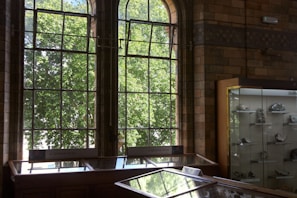 Large arched windows with metal framing allow sunlight to illuminate a museum room displaying various geological specimens. Trees with lush green foliage are visible outside, creating a natural backdrop. A wooden display case labeled 'igneous rocks' is positioned beneath the windows, while a glass cabinet to the right holds several labeled rock samples.